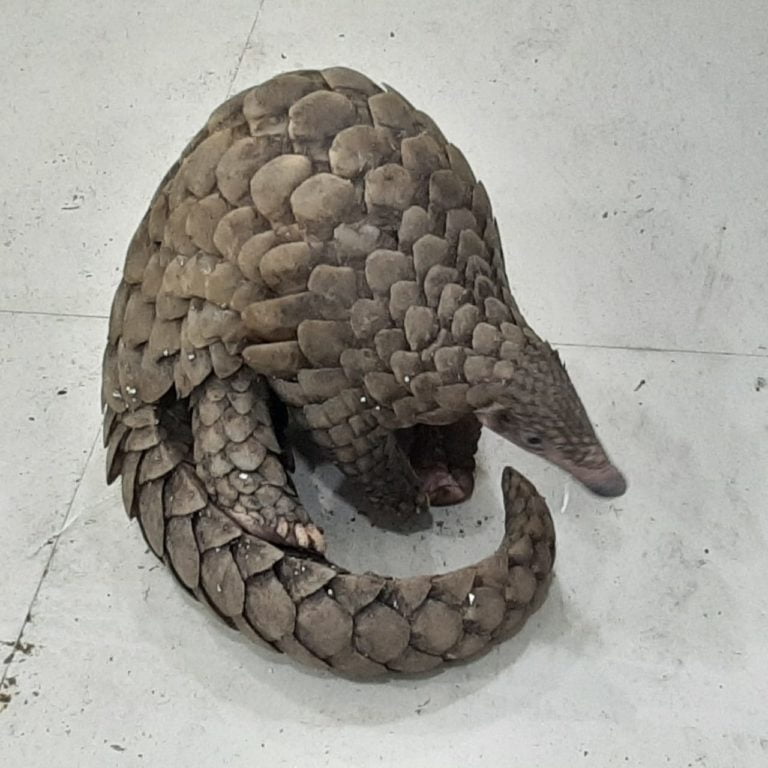 pangolin