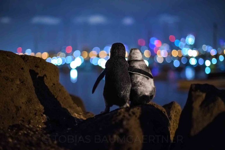 penguins comforting each other australia photo of the year