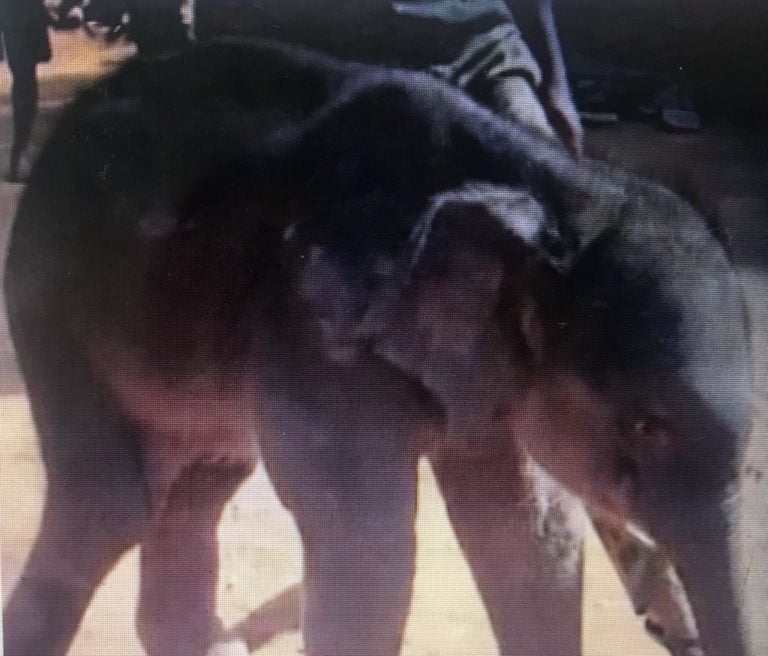 Deserted Elephant Calf Gets Friends At New Home In Odisha’s Dhenkanal