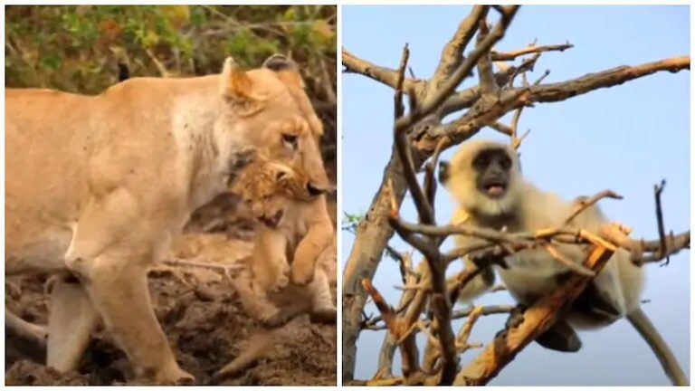 (Watch) Video Of ‘Saare Jahan Se Accha’ With Sounds Of Indian Wildlife