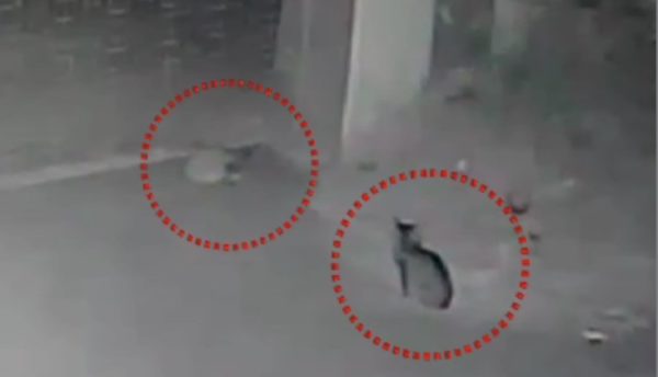 Leopard cubs At Police Station In 