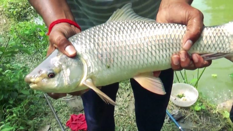 The Next Health Catastrophe Will Be From Fish