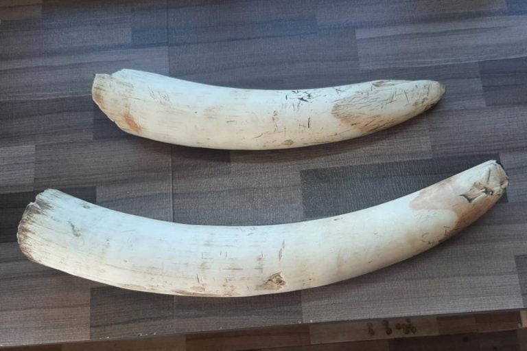 elephant tusks Crime Branch STF Sambalpur