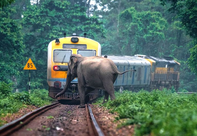 Jumbo Deaths On Tracks: Odisha-Born Prof Designs Solution To End Menace