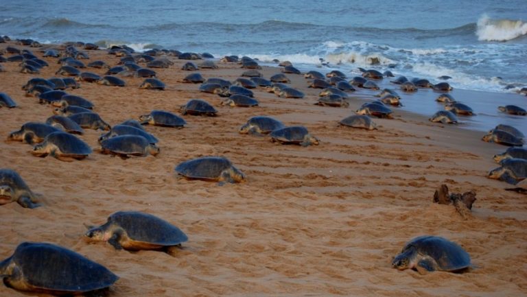 Gahirmatha Marine Turtle and Mangrove Conservation Society.
