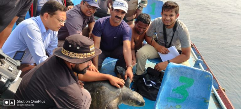 Olive Ridley Turtles
