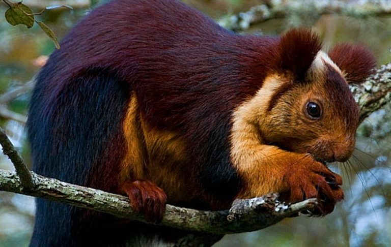 indian giant squirrel