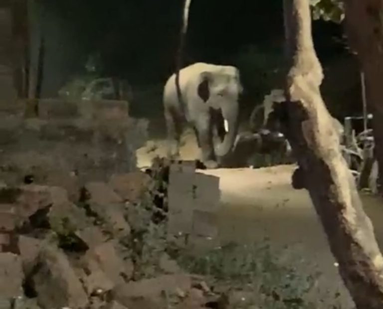 Tusker 'Gate Crashes' Into Odisha's Premier Ravenshaw University