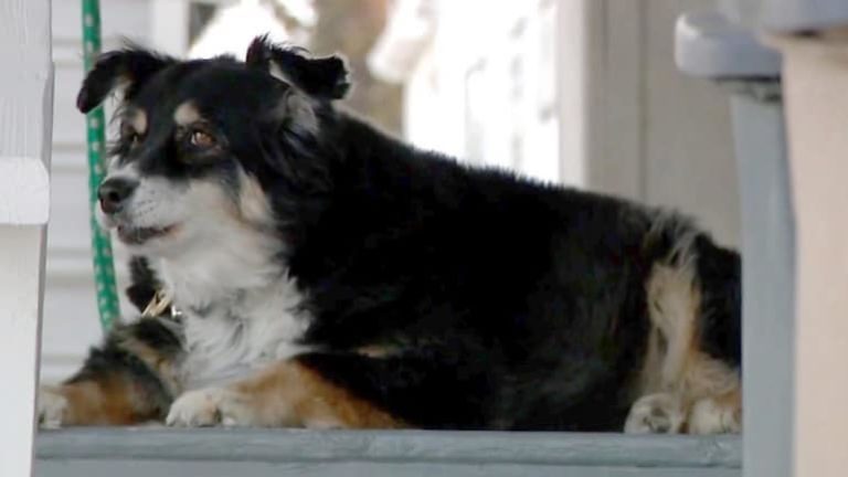 Dog Inherits $5 Million From Late Owner