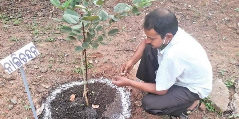 Lockdown Innovation: Odisha Man Uses Saline Pipes For Drip Irrigation