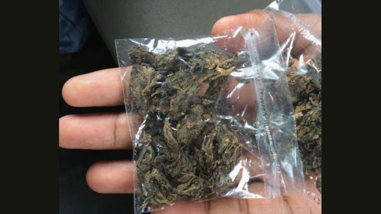 Men Travel Over 900Km On Moped After Collecting 111Kg Marijuana From Odisha Forests