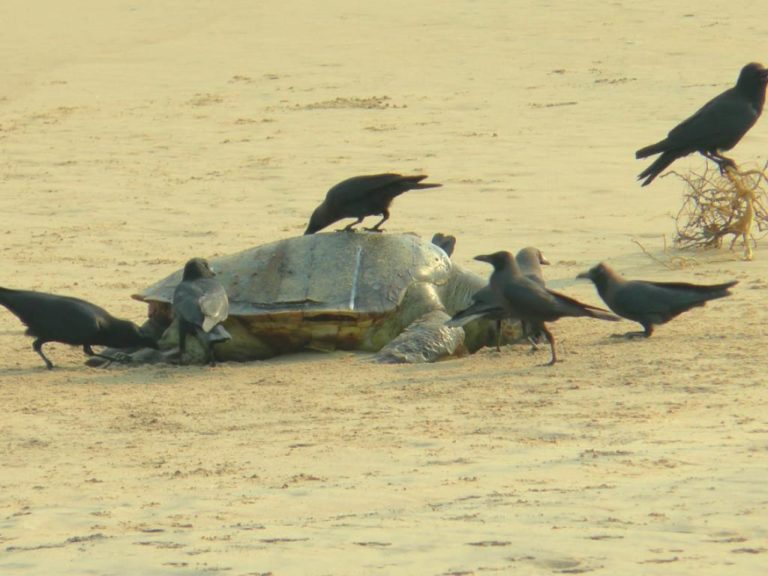 Orissa High Court Registers Suo Motu PIL On Olive Ridley Turtle Deaths