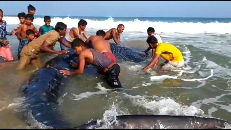 Fisherfolk, Tourists Help Whale Shark Return To Sea In Odisha
