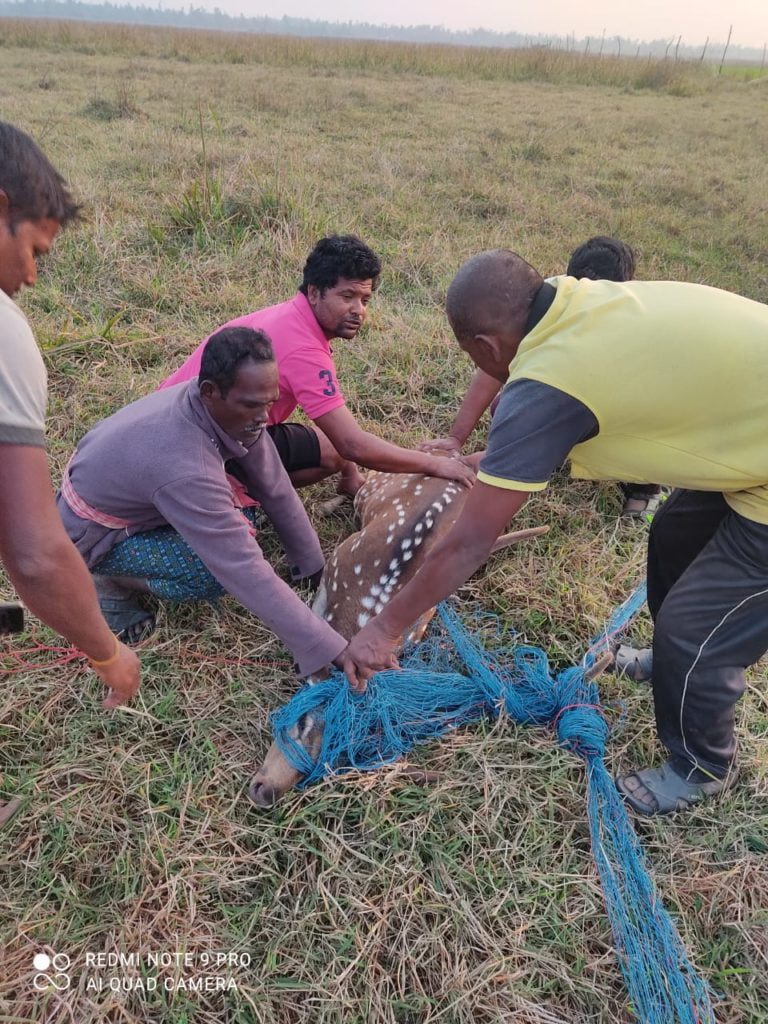 Deer Stuck In Net, Rescued In Odisha’s Puri
