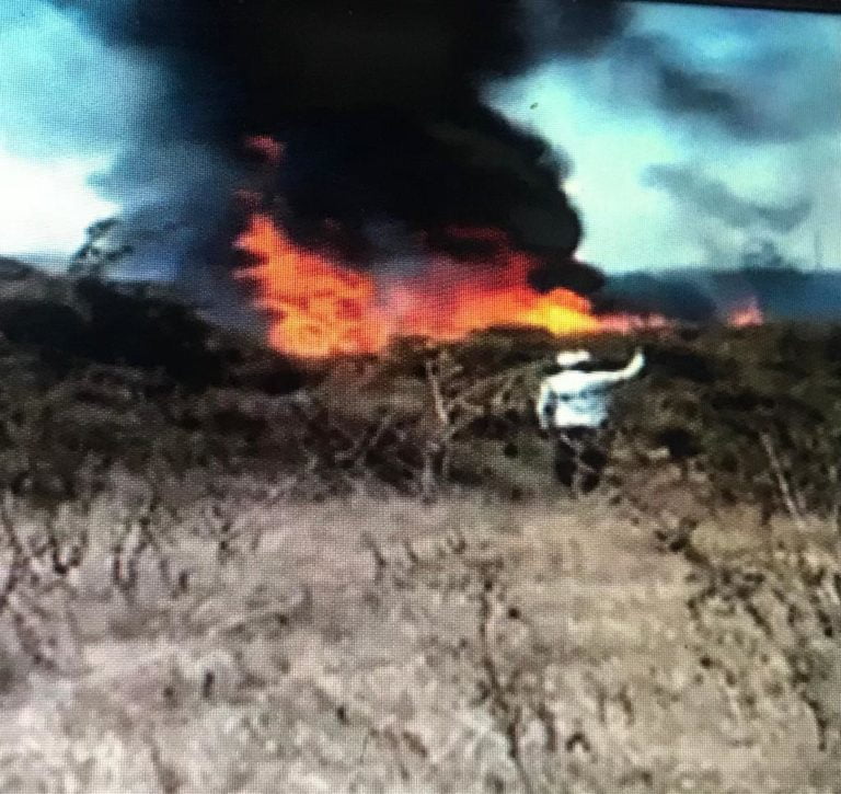 Botanical Garden Fire: Expert Visits Affected Area In Odisha Capital