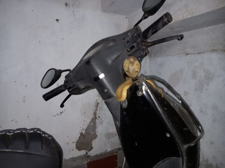 Cobra Spotted In Honda Activa Handle In Odisha Capital