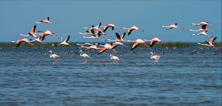 Back From The Brink: The Chilika Story