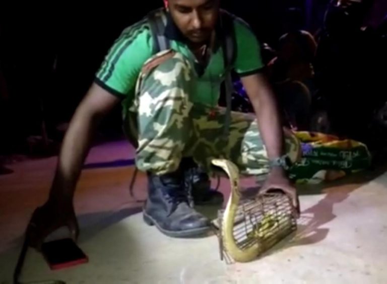 [Watch] Greedy Cobra Enters Rat Trap For A Feast In Puri, Know What Happened Next