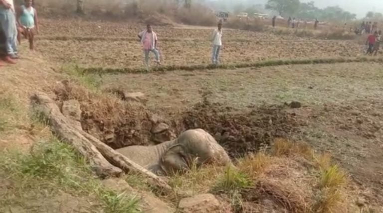 [Watch] Elephant Rescued From Well In Odisha’s Angul, Walks Into Forest