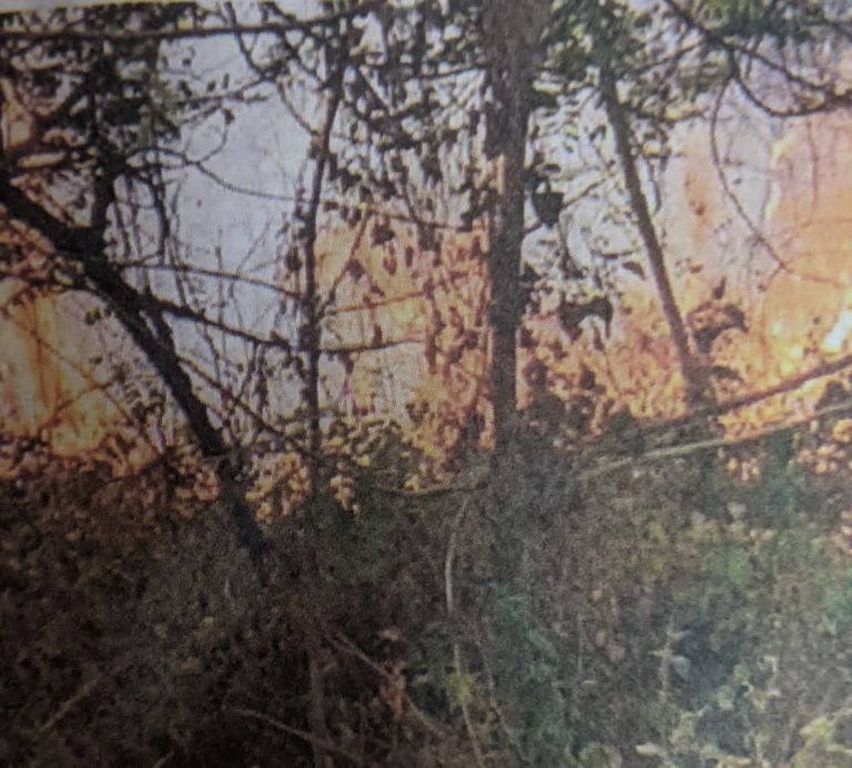 Fire Engulfs Large Tracts Of Forests In Odisha