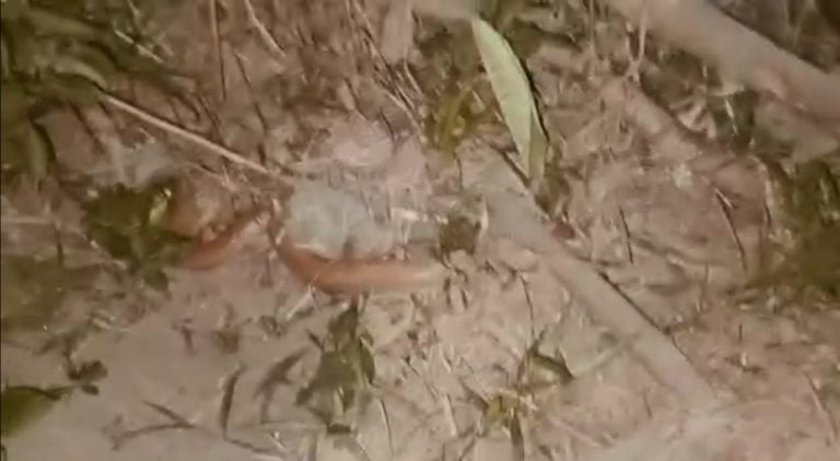 [Watch]: Mating Of Spectacled Cobra Trapped In Net In Odisha's Puri