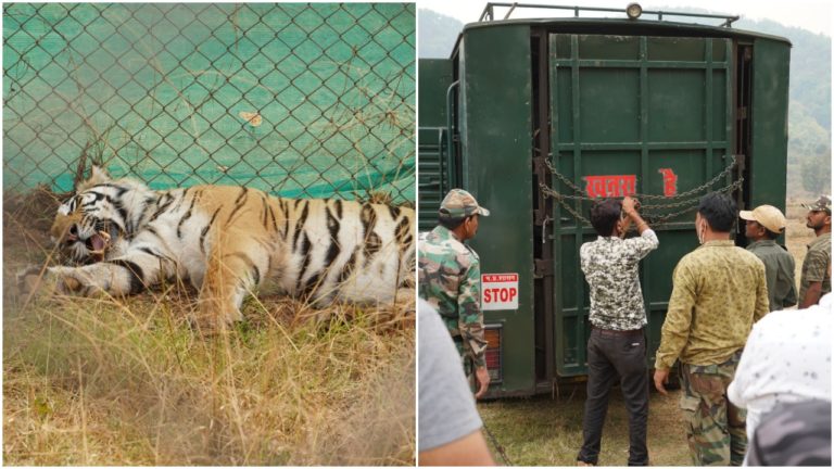 Sundari Returns: A Sorry Saga Of Tiger Project In Odisha
