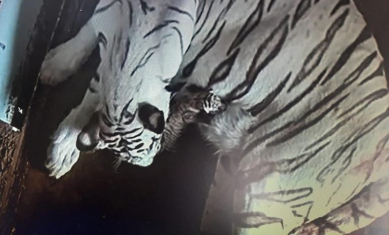 white tigress Vijaya