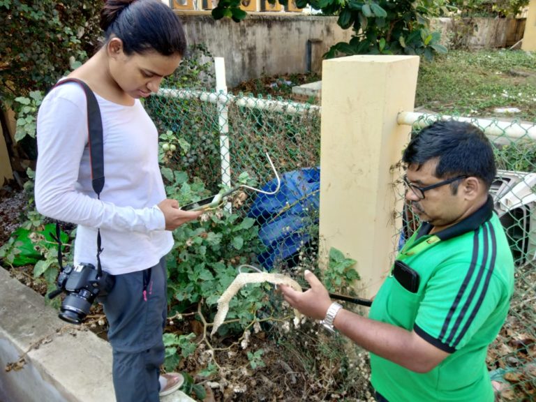 Blue Flag Beach In Puri: Snake Helpline Suggests Physical Barriers To Keep Reptiles Away
