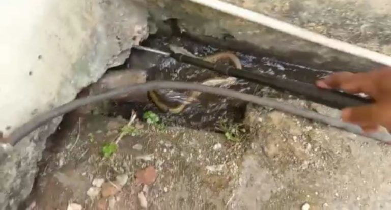 [Watch] Cobra Hiding In Bathroom Pipe Of Bhubaneswar Airport Rescued