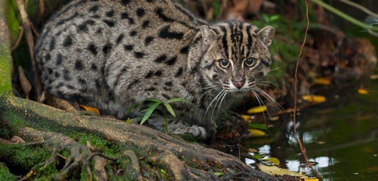 Odisha's First Fishing Cats Gets Underway At Chilika