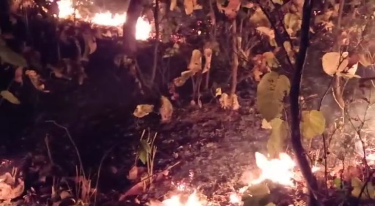 Odisha Govt Deploys ODRAF Units In 7 Sensitive Locations To Fight Forest Fire