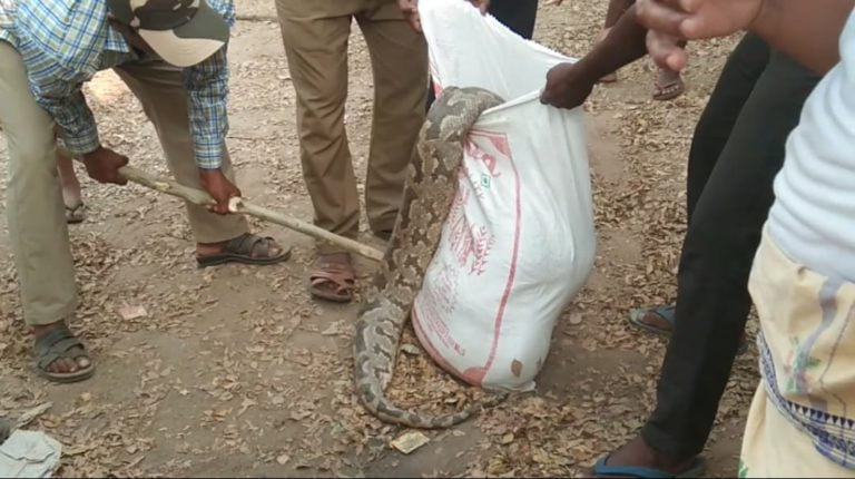 indian python killed