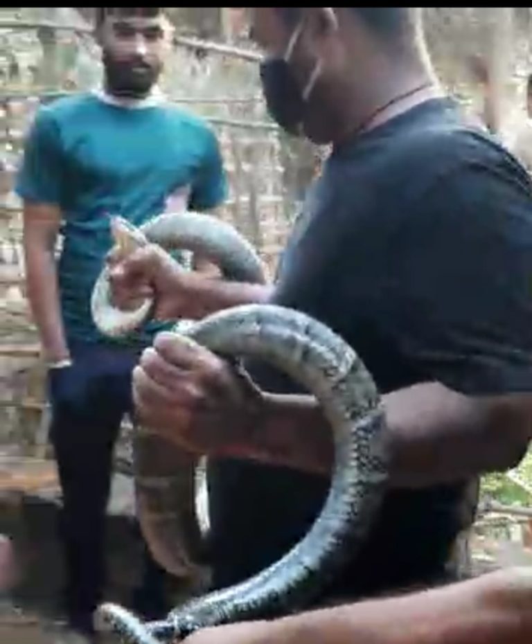 [Watch] Highly Poisonous Banded Krait Rescued From House In Odisha’s Ganjam