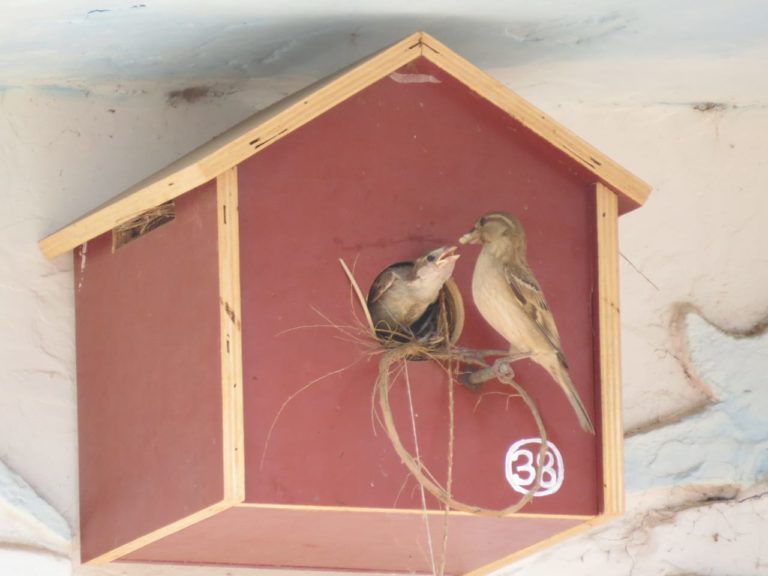 Save House Sparrow Campaign Sees Bird’s 10-Time Population Growth In Odisha’s Gopalpur