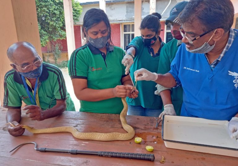 [Watch] Pregnant Cobra’s Mouth Glued For Religious Ritual In Odisha Capital