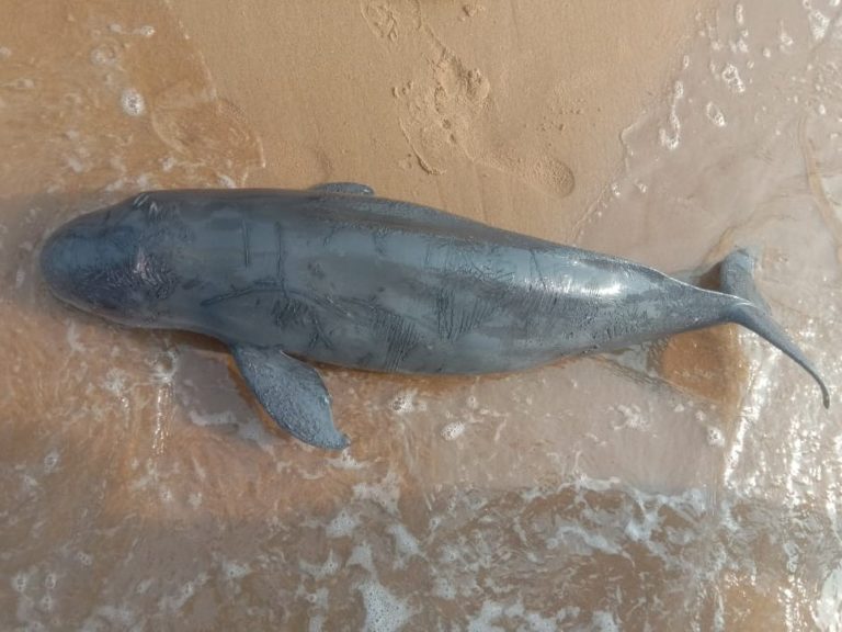 Dolphin Carcass Washed Ashore In Odisha's Puri