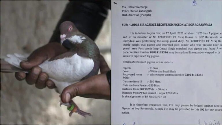 Why Was An FIR Lodged Against This Pigeon? Read Here