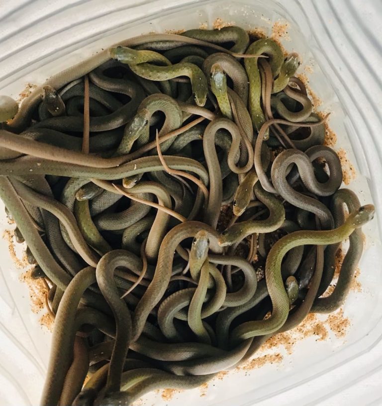 snake babies rescue