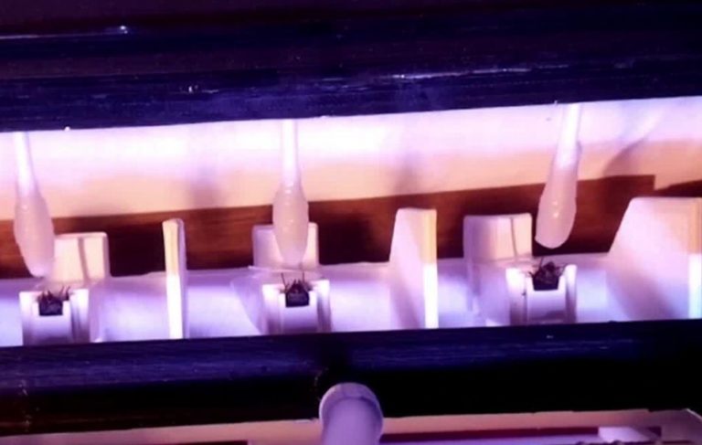 bees covid19 detection