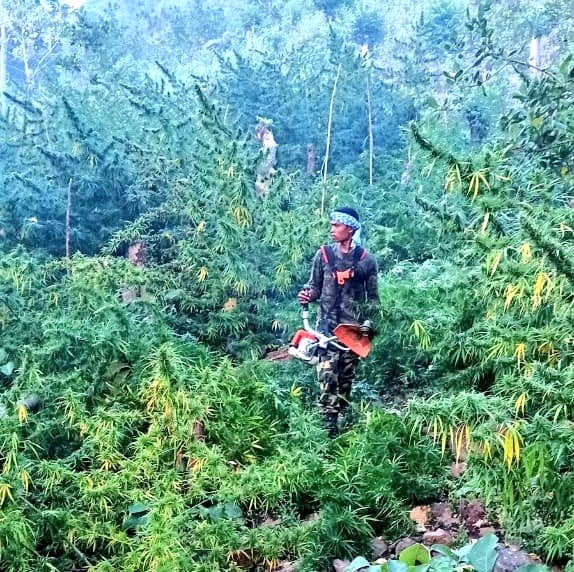 ganja malkangiri odisha