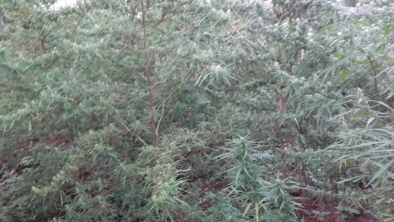 ganja maoist malkangiri odisha