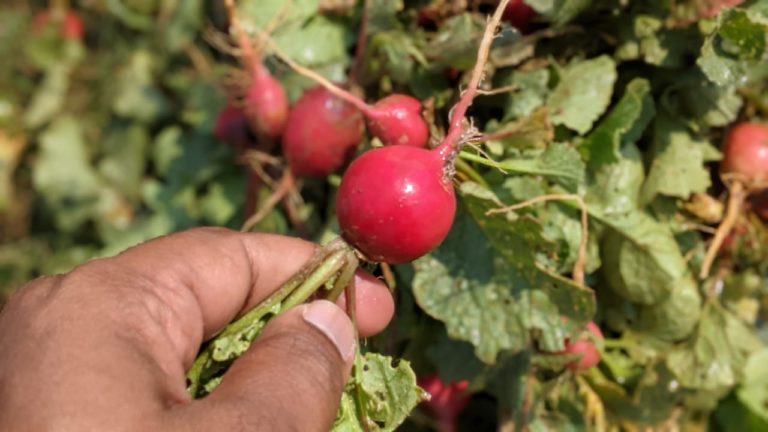 Bok Choy, Zucchini: Odisha Farmer Shows The Way To Cultivating These Exotic Vegetables