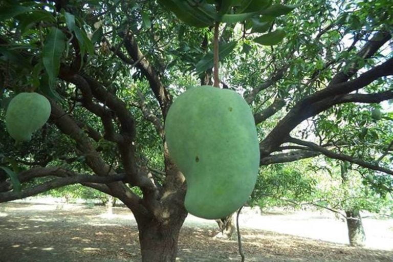 Exotic ‘Noorhajan’ Mango, Rs 1,000 Apiece! This Is What Makes It Different