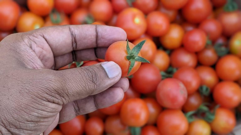 tomato farmer crorepati