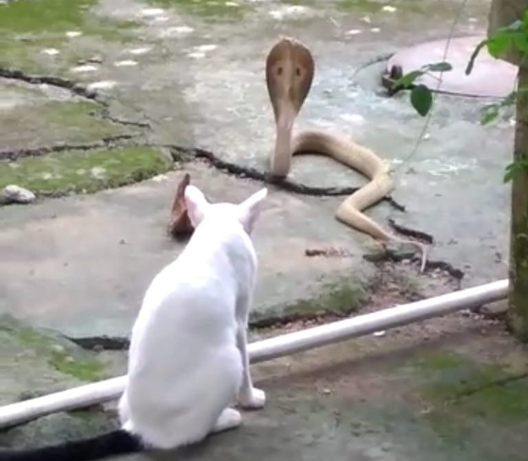 [Watch] Pet Cat Guards House Against Cobra In Bhubaneswar