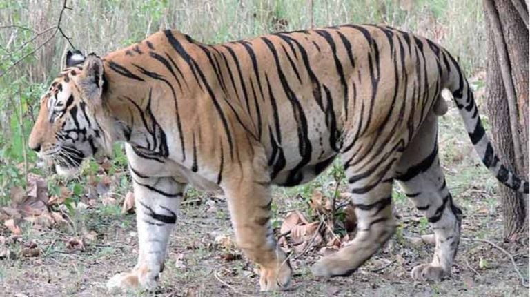 Sunabeda Wildlife Sanctuary