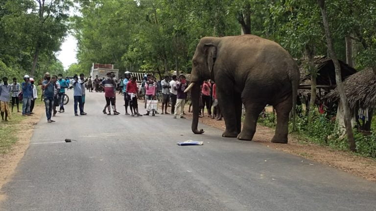 [Watch] Tusker Blocks Road In Odisha’s Mayurbhanj