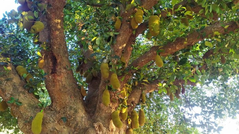 jackfruit seed powder