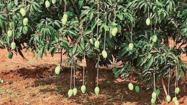 One Tree, 121 Varieties Of Mangoes On It!