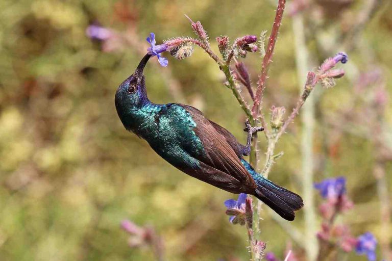 sunbird
